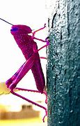 Image result for Purple Laminate Cricket