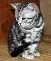 Image result for Black and Silver Tabby Cat