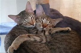 Image result for Mother Cat Protects Kitten