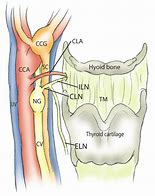 Image result for Carotid Sinus Innervation