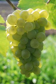 Image result for Verterra Pinot Blanc