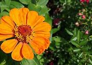 Image result for Home Depot Zinniasb6 Pack