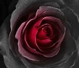 Image result for Black and Red Roses Wallpaper iPhone