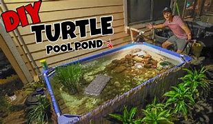 Image result for Turtle Pool Set Up