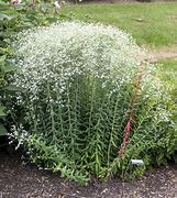 Image result for Euphorbia corollata JS Chique