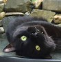 Image result for Cute Vampire Cat