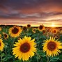 Image result for Sunflower Screensaver