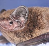 Image result for Leisler's Bat