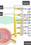 Image result for On and Off Bipolar Cells