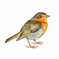 Image result for Robin Vector