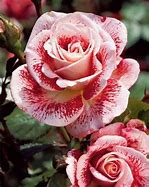 Image result for Dark Pink Rose Seeds