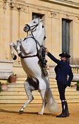 Image result for Dancing Andalusian Horse