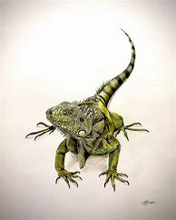 Image result for Giant Lizard Drawing