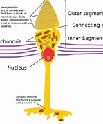 Image result for Cone Cell