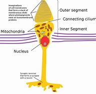 Image result for Retina Cone Cells