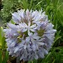 Image result for Agapanthus Peter Pan