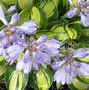 Image result for Hosta Holy Mouse Ears