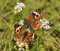 Image result for 2 Butterfly