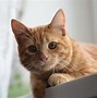 Image result for 1080X1080 PFP Yanke Cat