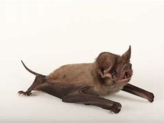 Image result for Bat Standing