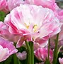 Image result for Tulipa Angélique