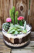 Image result for Cactus in a Pot