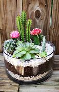Image result for Small House Cactus Plants
