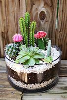 Image result for Cactus Plants in Pots