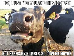 Image result for Cow Farm Meme