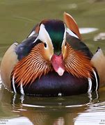 Image result for Mandarin Duck Breeders