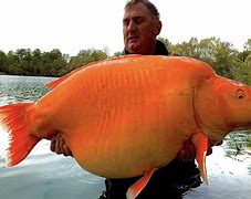 Image result for What Is the Biggest Organism On Earth