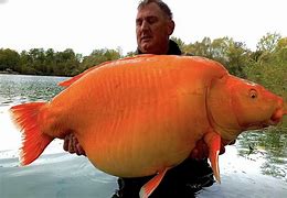 Image result for Largest Animal On Earth