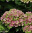 Image result for Hydrangea quercifolia Amethyst