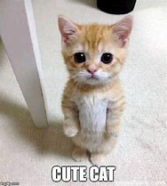 Image result for cute cats meme