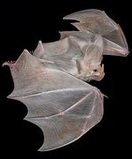 Image result for Ghost Bat Beautiful