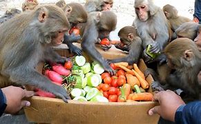Image result for What Monkeys Eat