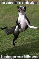 Image result for Dancing Dog Meme