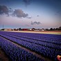 Image result for Dutch Flower Fields