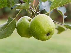 Image result for granny smith apple