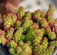 Image result for Sedum album Micranthum