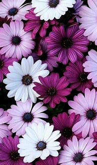 Image result for Floral Wallpaper iPhone 15 Pro