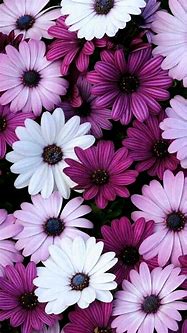 Image result for Flowers iPhone 6