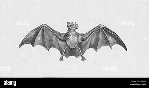 Image result for Vampire Bat Eating