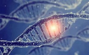 Image result for Difference Between Gene and DNA