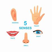 Image result for Body Five Senses
