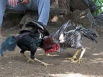 Image result for Combat Coq