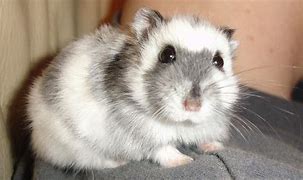 Image result for Pets at Home Dwarf Hamster