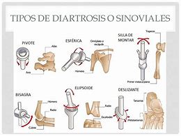 Image result for diartrosis