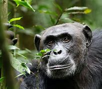 Image result for 6 Foot Tall Chimpanzee
