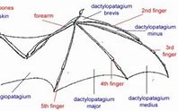 Image result for Anatomy of Bat Wings